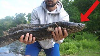 Catching My FIRST Snakehead EVER! // (NJ's Most Invasive fish!) // Spring Fishing the Local Lake