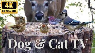 Entertain Your Pets | Cat & Dog TV | Deer, Finches, Blue Jays, Sparrows, and More!