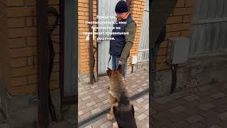 Джерри #немецкаяовчарка #доброесердце #спасенноеживотное #любовь #собакадругчеловека #зоопсихолог