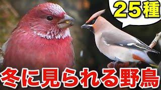 冬の野鳥が大集合！自然が教えてくれる癒しの瞬間～