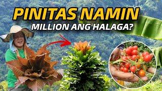 HALA MERON PALA NITO SA BUNDOK NG MGA KATUTUBONG AETA | PINATIKIM NILA SA AKIN