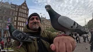 Feed the Pigeons - Dam Square, Amsterdam