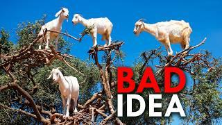 Why Do These Goats Live In Trees?