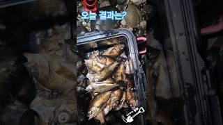 5월 20일 볼락낚시 #남해 #생활낚시 #농촌브이로그 #볼락 #밤낚시 #찌낚시 #fishing