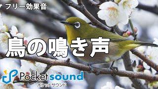 【フリー効果音】鳥の鳴き声特集：ポケットサウンド【野鳥】