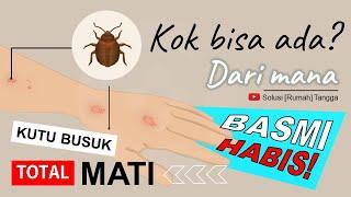 BASMI HABIS Kutu Kasur dan Telurnya | Cara membasmi kutu kasur paling ampuh