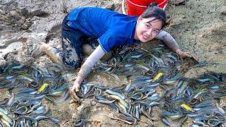 Use Tractor To Harvesting A Lot Of Fish At Mud Pond Goes To Market Sell | Ella - Free Bushcraft