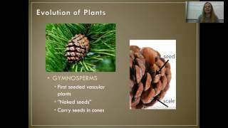 Kingdom Plantae