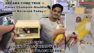 Italian Champion Gouldian || 1st time in PAKISTAN || Red Eye Gouldians / Huzaifa Advani