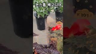 #은혜화훼판매장 #논스톱베고니아