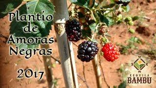 Plantio de Amoras Negras 2017