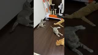 【ねこ動画】TikTokで850万回再生　飼い主のクシャミに驚くねこファミリー　※説明欄追記