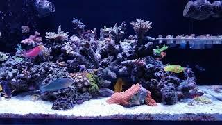 165 gallon SPS reef tank. 1 year old