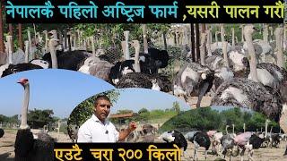 Ostrich farm in Nepal नेपालकै पहिलो अष्ट्रिज फार्म,यसरी पालन गरौं अष्ट्रिज, एउटै चरा २०० केजी