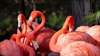 Learn about flamingos with Sylvan Heights Bird Park