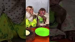 Brotherly Bites  So Much Love in One Snack! #monkey #cute #bea3 #love #fruit #animals