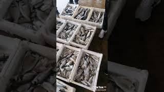 MAVİŞEHİR BALIK MEZATI #mavi̇şehi̇r #mavişehirbalıkmezatı #mavişehirmezat #balık #deniz #izmir