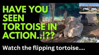 Have you seen tortoise in action..!?? Watch the flipping tortoise