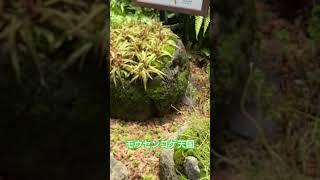 モウセンゴケのこと