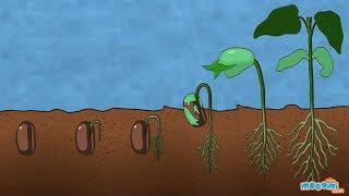 What is Germination of Seed - Plant Science for Kids | Educational Videos by Mocomi