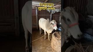 কুরবানী ২০২৫ #viralvideo #goruloversofchattga #cow #bull #youtubeshorts