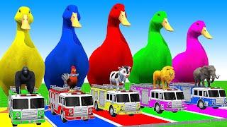 5 Giant Duck Cartoon,Cow,Elephant,Giraffe,Tiger,Lion, Paint Wild Animals Crossing Fountain Animation