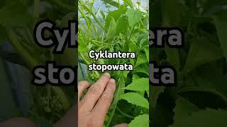 Cyklantera stopowata czyli dziki ogórek #dionp