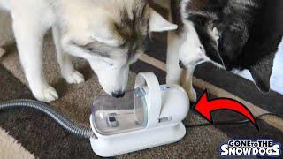 The EASIEST Way to Groom Your Dogs at Home! With a PET Vacuum!