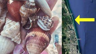 Can you find CARIBBEAN shells in FLORIDA? YES, you can!