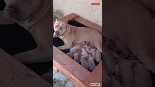 New Born Pitbull Puppies ️ #shorts #pitbull #puppy