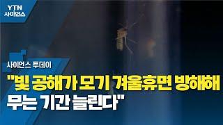 "빛 공해가 모기 겨울휴면 방해해 무는 기간 늘린다" / YTN 사이언스