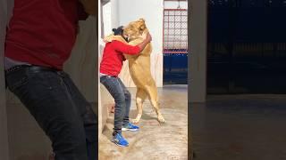 Shero Ka Badshah Loves Lioness(Sherry) Standing stunt #lion #animallover #youtubeshorts #wildlife