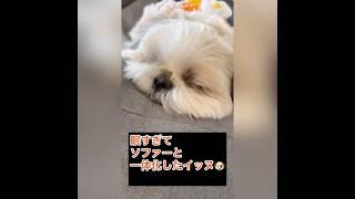 【溶けちゃうほど眠くてソファーと一体化したイッヌ】 #chorts #犬 犬 #可愛い #シーズー #癒し #かわいい #shihtz #犬のいる生活 #shihtzugram