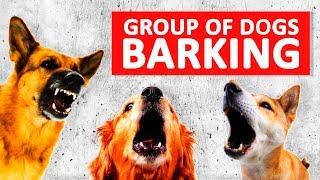 Group of Dogs Barking Sounds to Make your Dog Bark HD