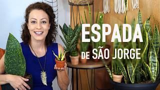 4 PASSOS FÁCEIS para PLANTAR ESPADA de SÃO JORGE