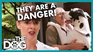 Victoria Shocked When Meeting 150LBS Great Danes | It's Me or The Dog