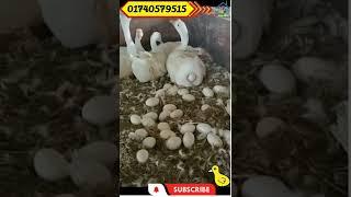 রাজাহাঁস যেভাবে ডিম পাড়ে। #duck #chicken