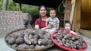 Harvesting giant taro, boiling it and bringing it to the market to sell - with my little son