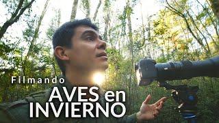 Aves de invierno en la selva | Winter birds in the forest | Birdwatching Bailarín Azul y otras aves