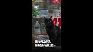 LEGALIZE IT: NYC councilmember introduces bill to protect bodega cats