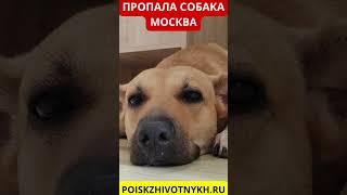 Пропала собака Москва - Поиск животных - Потеряшки