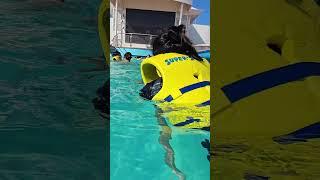 游泳-挪威奮進號Norwegian Spirit 2024.8.29#cruiseship