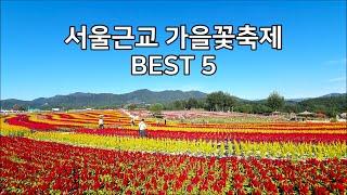 [서울근교 가을꽃축제 BEST 5] 수도권 가을꽃밭, 서울근교 가을여행 Flower Garden Near Seoul