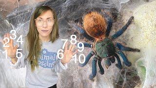 10 CLASSIC SPECIES every tarantula collection needs