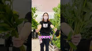 シキミの花言葉　＃Shorts