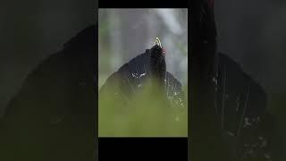 Capercaillie on a spring lek.  #shots #birds #nature