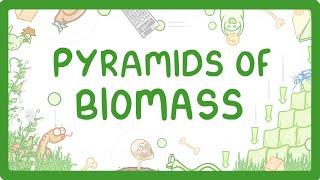 GCSE Biology - Pyramids of Biomass #87