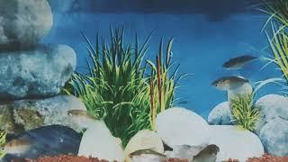 RR Aquarium Shop in Bhagalpur | Aquarium Fish | Tropical Fish Store | #shorts