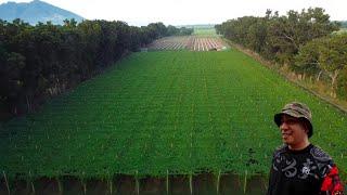 AMPALAYA - FROM PLANTING TO HARVESTING