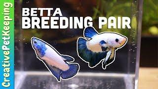 What happened to my 2020 Betta Breeding Pair? [blue rim marble betta]